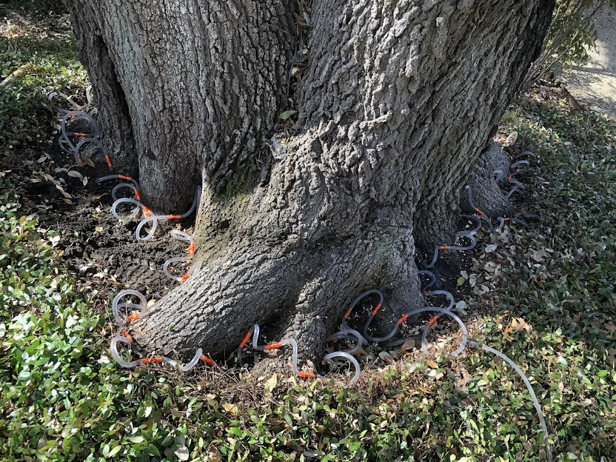 Detailed Tree Cabling and Bracing job site in Cheswick