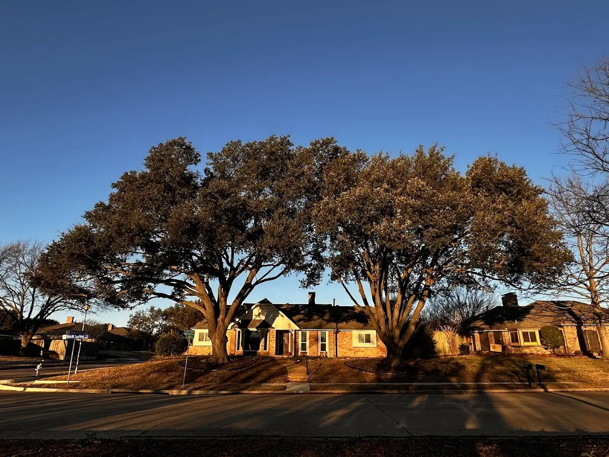 Established residential canopy tree shading a home in Cheswick